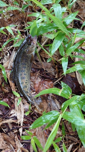 イワナの釣果