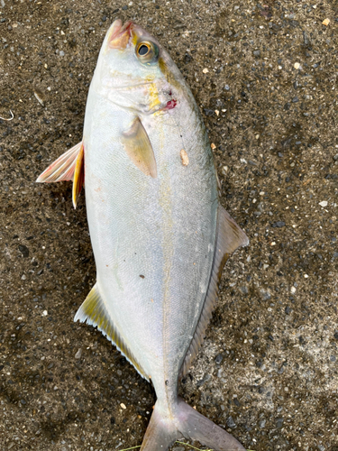 ショゴの釣果