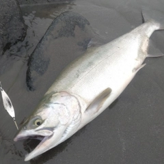 カラフトマスの釣果