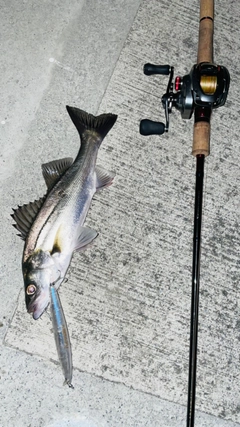 シーバスの釣果