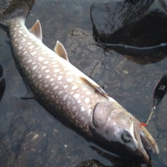 アメマスの釣果