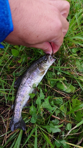 ニジマスの釣果