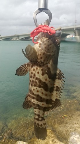 チャイロマルハタの釣果