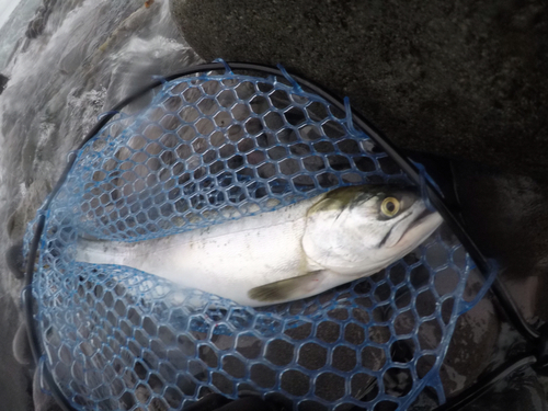 カラフトマスの釣果