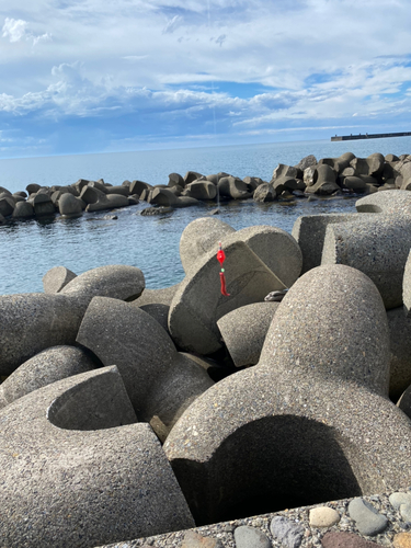 コモンフグの釣果