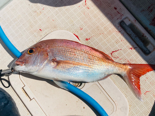 タイの釣果