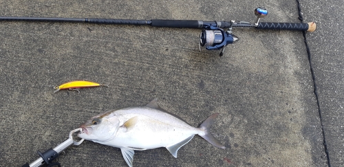 ショゴの釣果