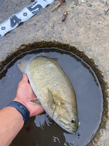 スモールマウスバスの釣果