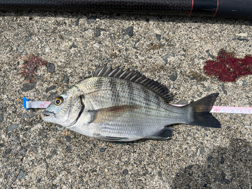 チヌの釣果