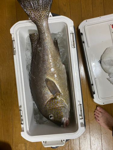 コロダイの釣果