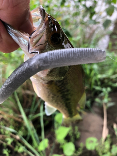 ラージマウスバスの釣果