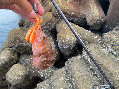 アコウの釣果