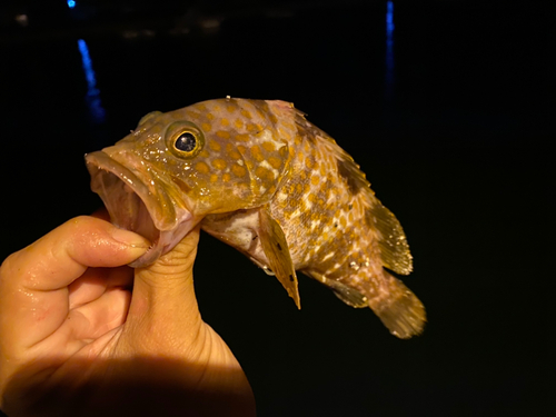 アコウの釣果