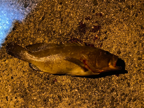 アコウの釣果