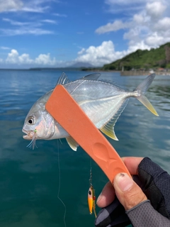 メッキの釣果