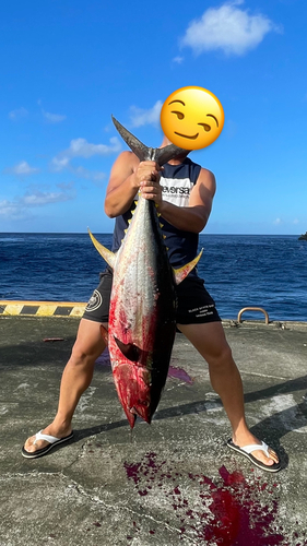 キハダマグロの釣果