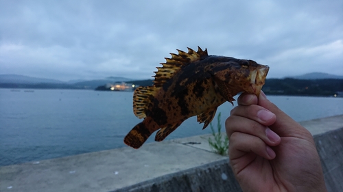 タケノコメバルの釣果