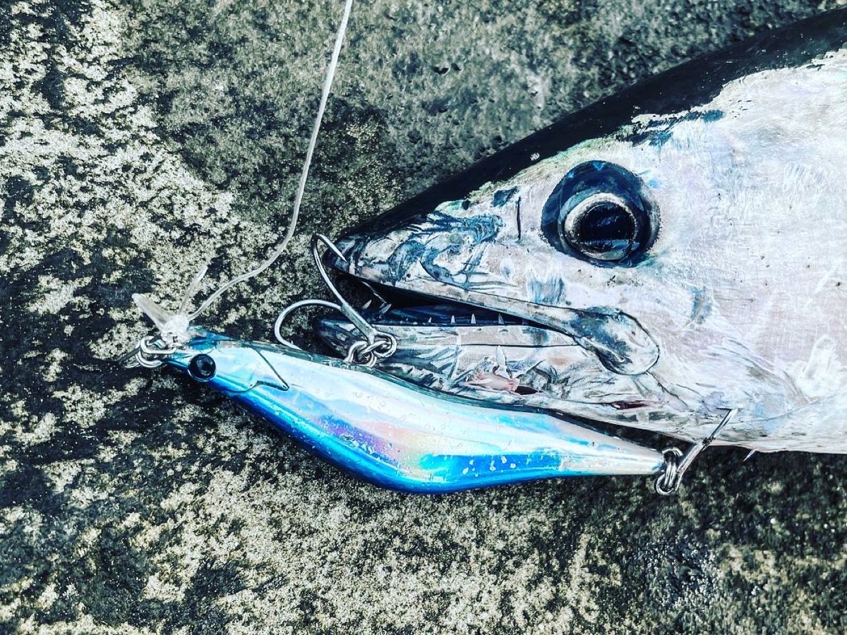 アマソニキ(阿萬慎市)さんの釣果 2枚目の画像