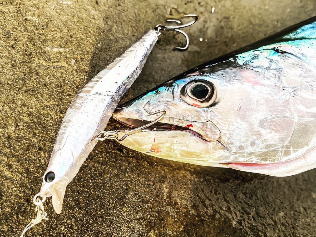 アマソニキ(阿萬慎市)さんの釣果 3枚目の画像