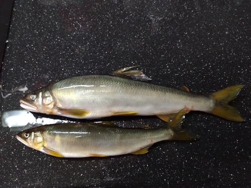 アユの釣果