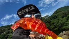 アカハタの釣果