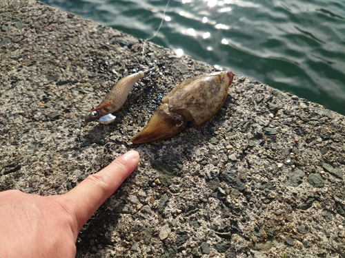 コウイカの釣果