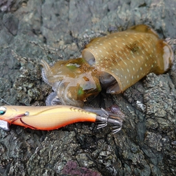 アオリイカ