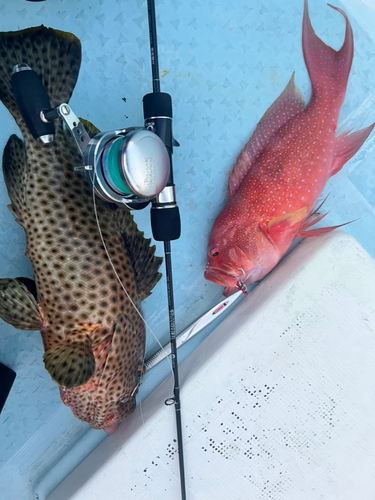 シロブチハタの釣果