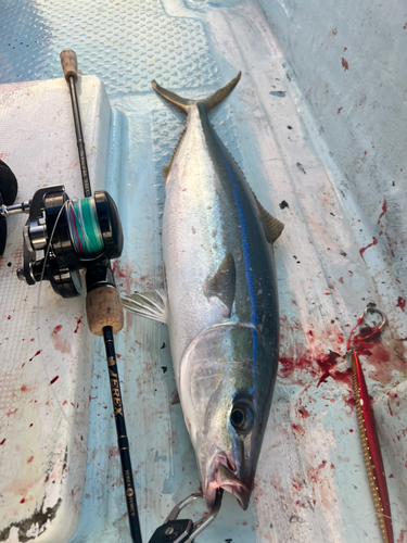 ツムブリの釣果