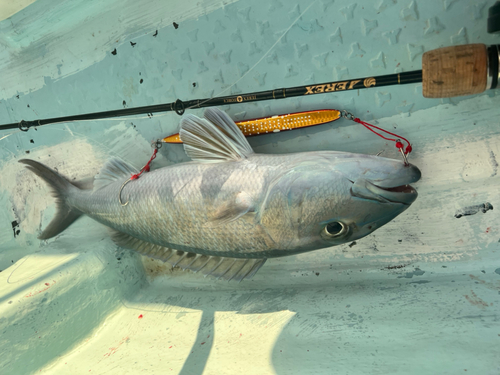 アオチビキの釣果