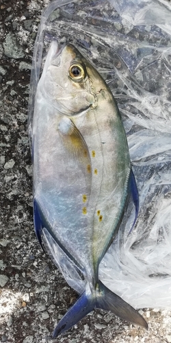 ナンヨウカイワリの釣果