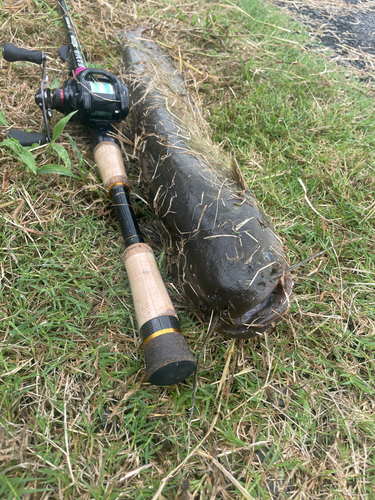 マナマズの釣果