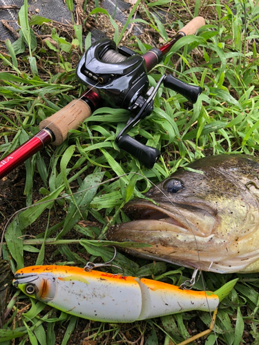 ラージマウスバスの釣果