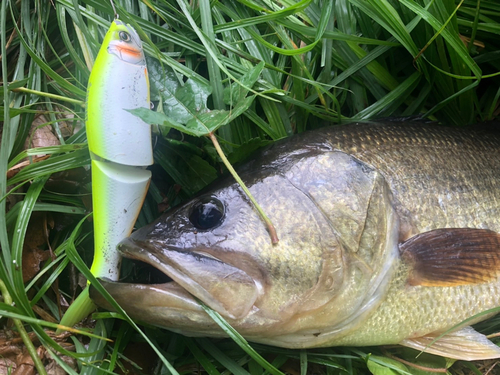 ラージマウスバスの釣果