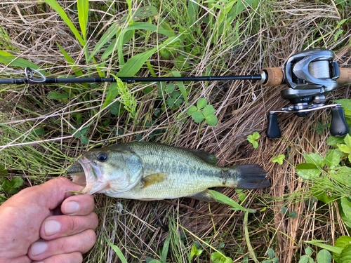 ブラックバスの釣果