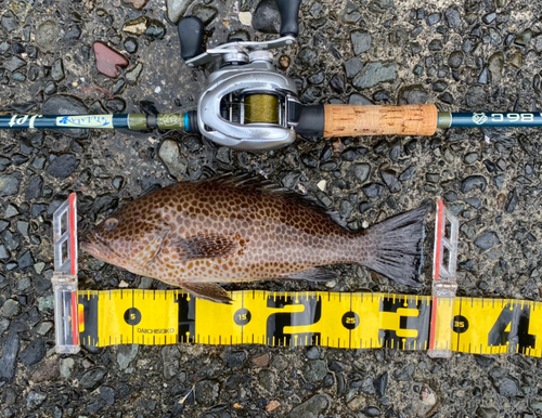 オオモンハタの釣果