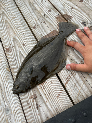 ヒラメの釣果