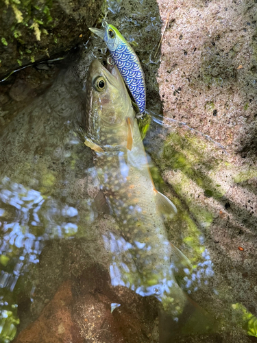 イワナの釣果