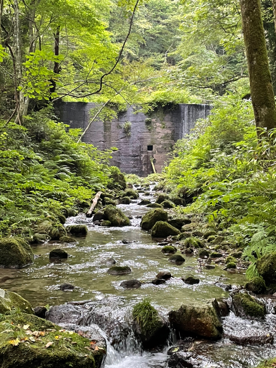 イワナ