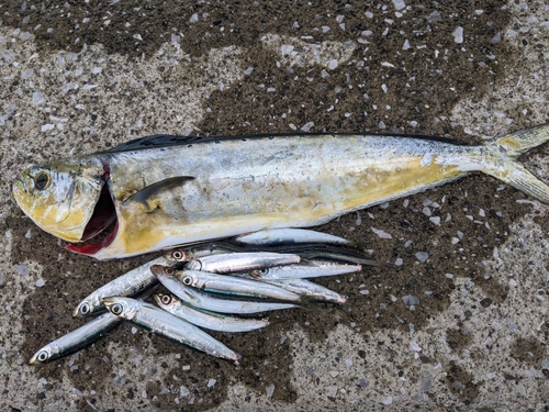 シイラの釣果