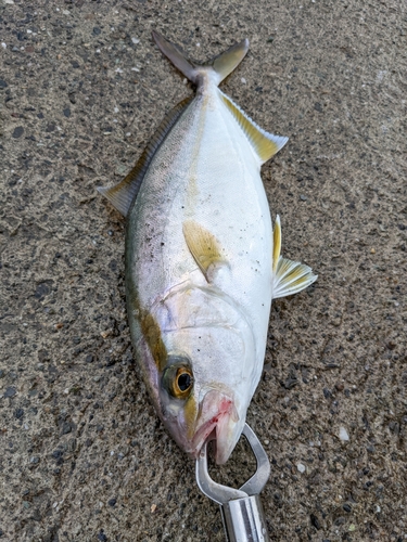 シオの釣果