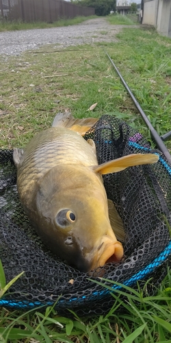 コイの釣果