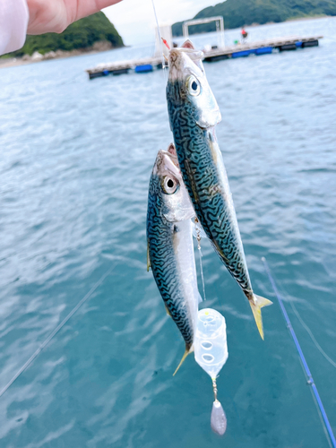 サバの釣果