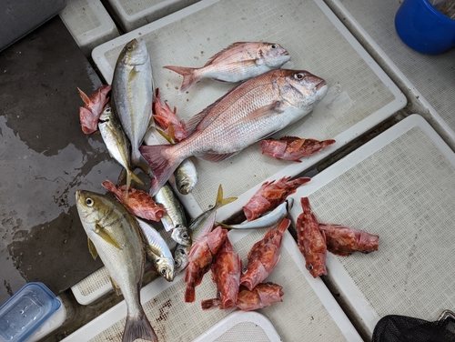 タイの釣果