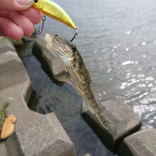 カマツカの釣果