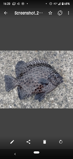 イシガキダイの釣果