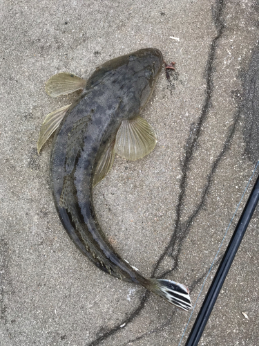 コチの釣果