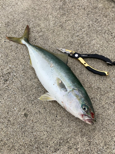 イナダの釣果