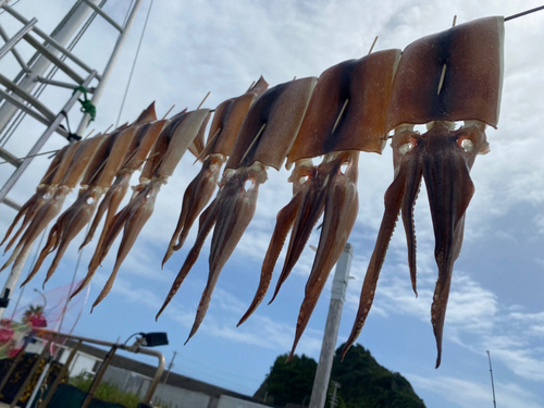 スルメイカの釣果