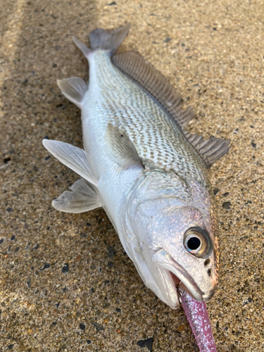 イシモチの釣果